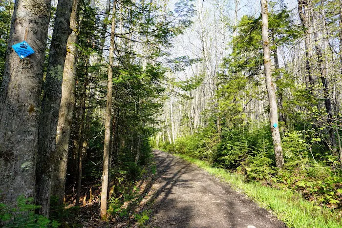 Grout Pond Campsites 6