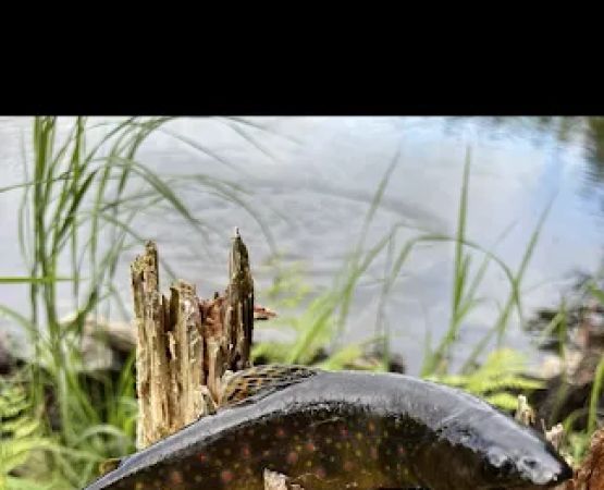 Stratton Off The Trail