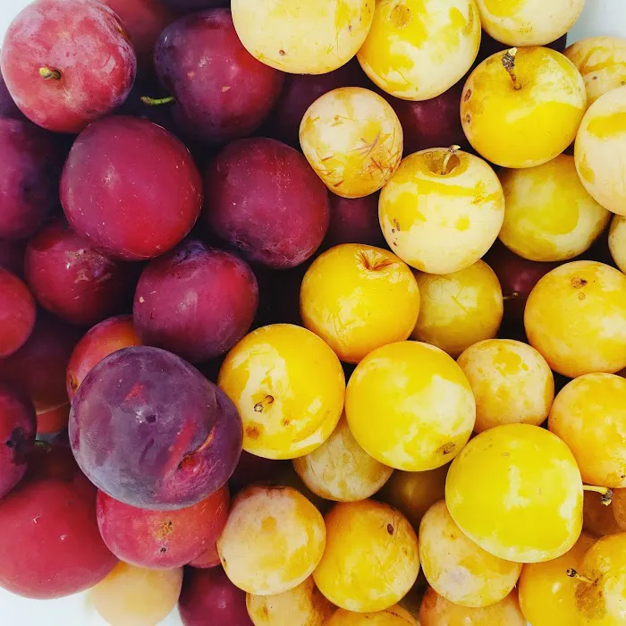 Noble Homestead & Camps 4