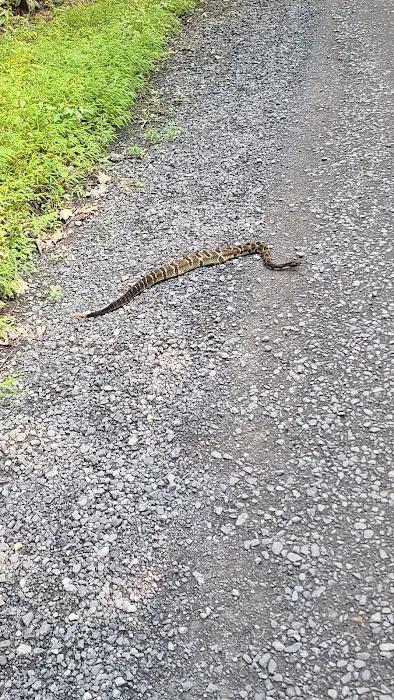 Rothrock State Forest Campsite #6 4