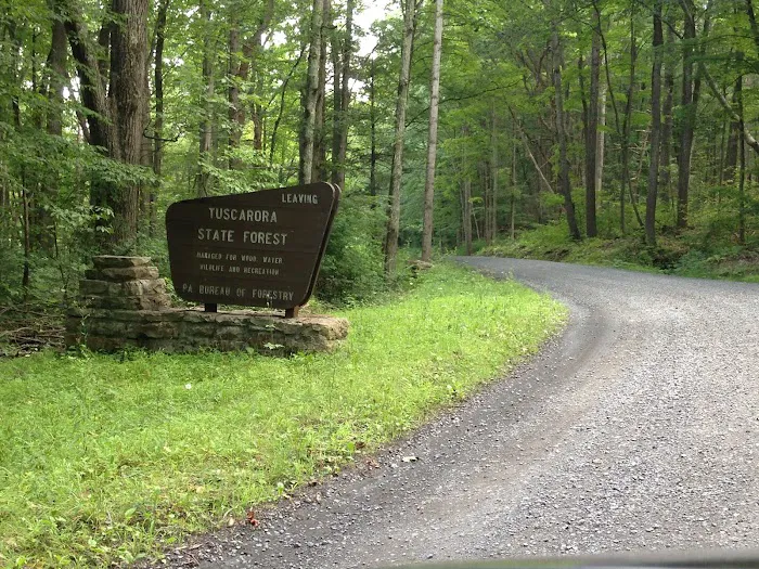 Tuscarora State Forest Campsite 9 2