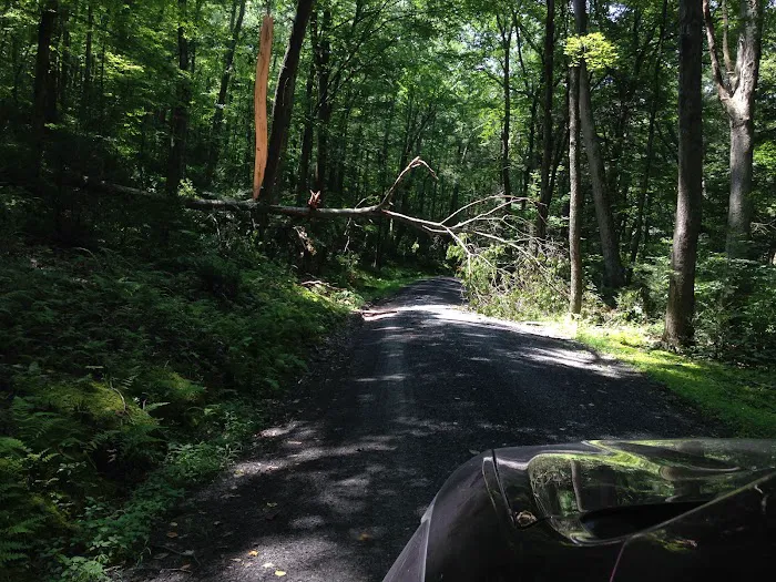 Tuscarora State Forest Campsite 9 1