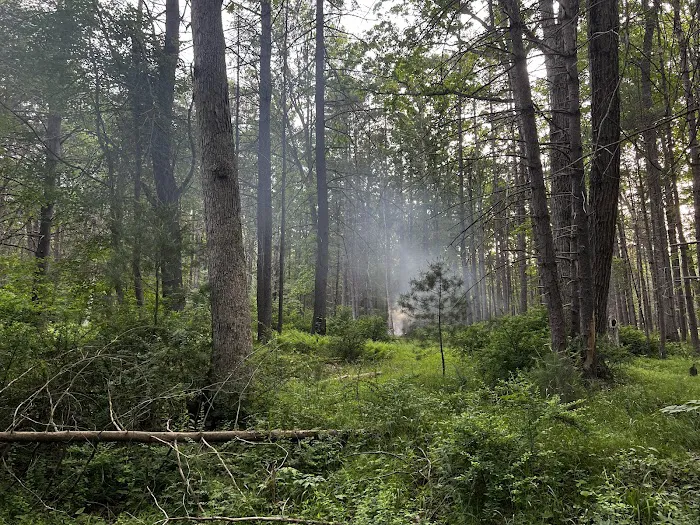 Primitive Campsite #5 1