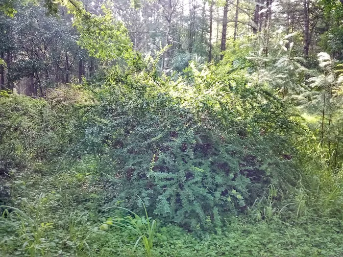 Primitive Campsite #5 0