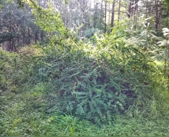 Primitive Campsite #5