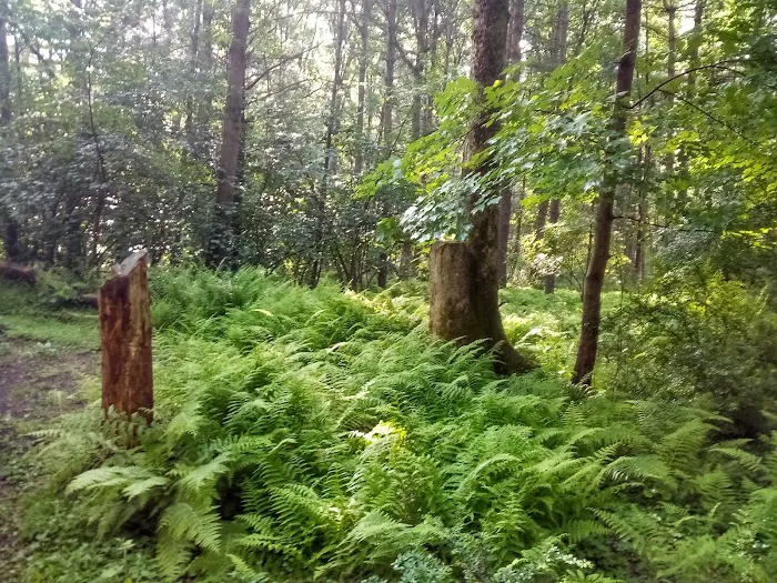 Primitive Campsite #5 9