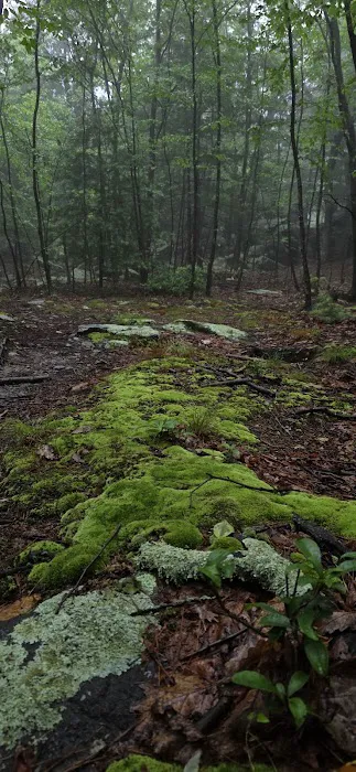 Primitive Campsite #4 4