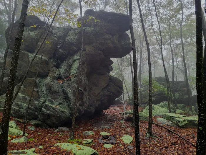 Primitive Campsite #4 6