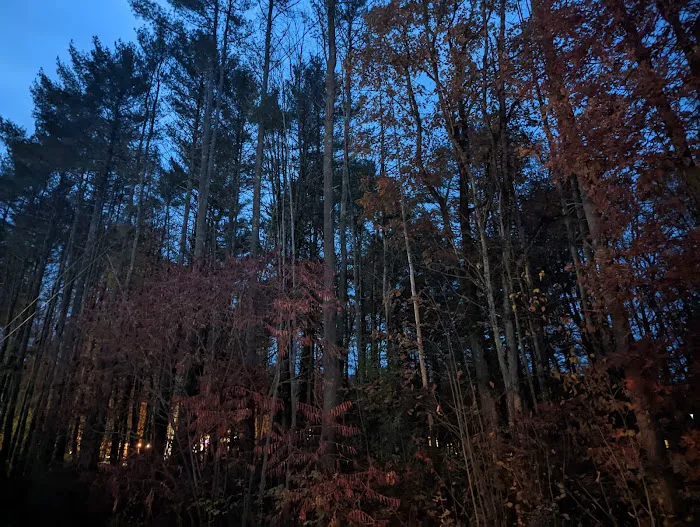 Hidden Forest Homes 3