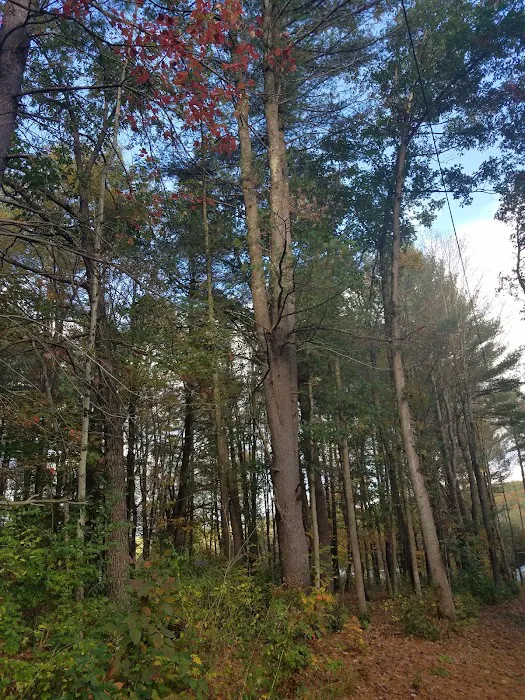 Hidden Forest Homes 6