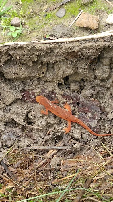 Cardinal Campground 1
