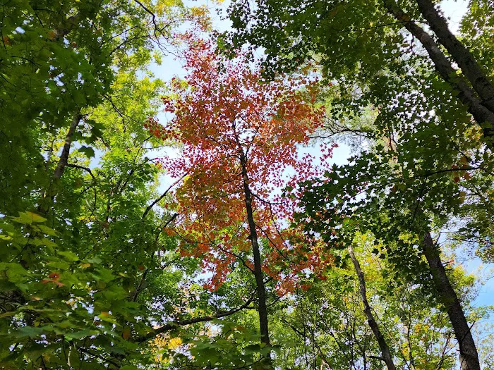 Blueberry Patch Campground 7