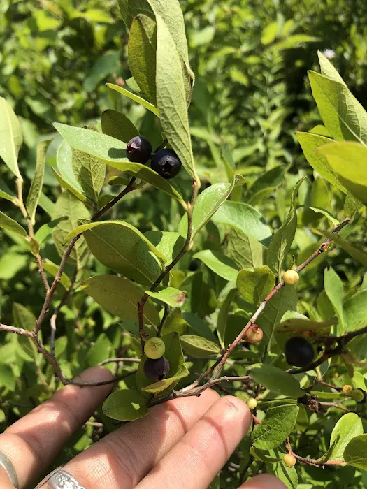Blueberry Patch Campground 9
