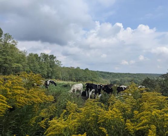 Blueberry Patch Campground