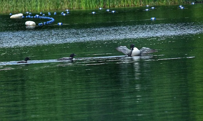 Swanzey Lake Camping Area 6