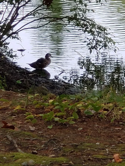 Sutton Falls Camping Area 2