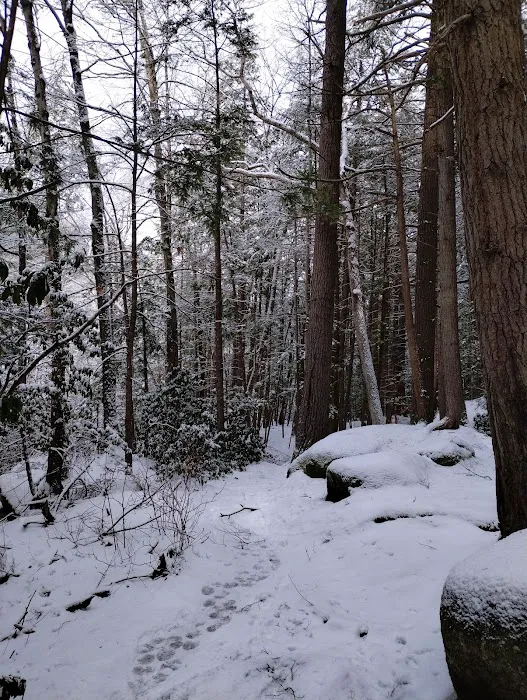 Willard Brook State Forest Campground 5