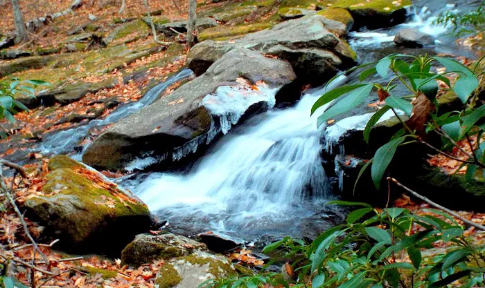 The Pines Campground 5