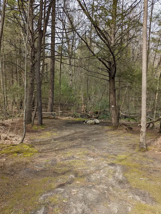 The Pines Campground 8