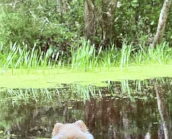 Green Falls Campground