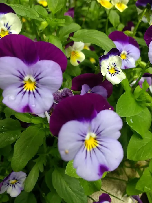 Peconicview Mobile Home Park 0