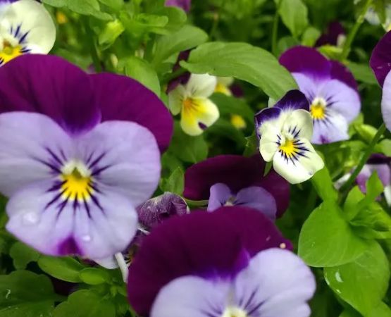 Peconicview Mobile Home Park