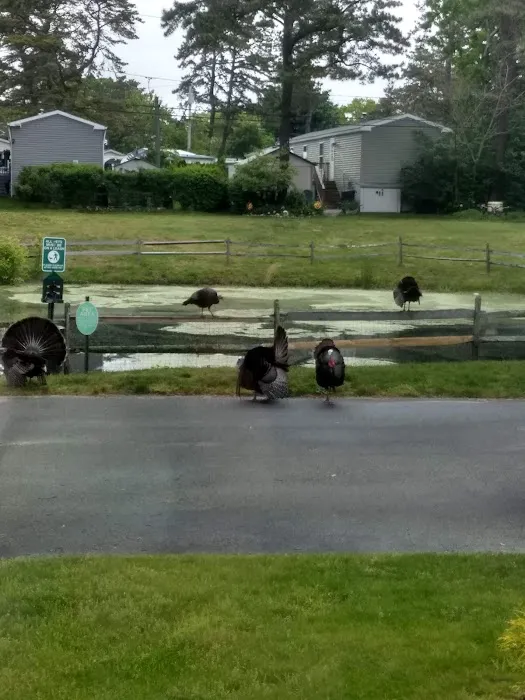 Riverwoods Mobile Home Community 3