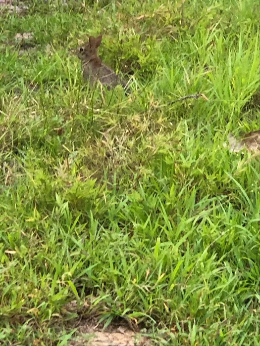 Holly Tree Camper Park 2