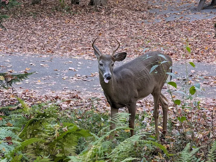 Nicks Lake Campground 9