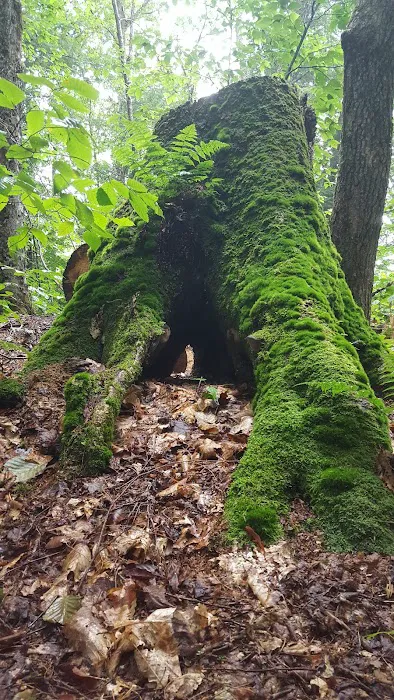 Alger Island Campground 3