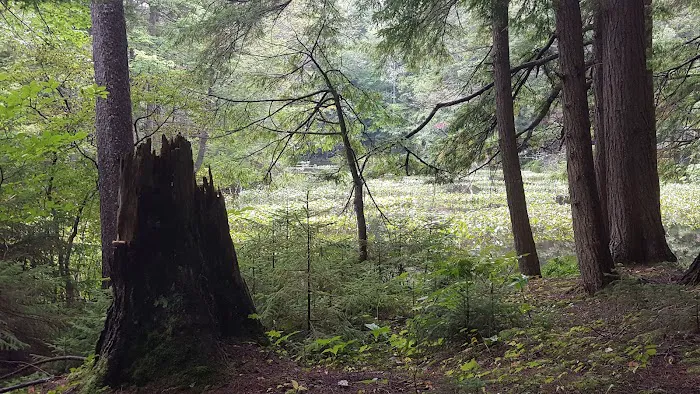 Alger Island Campground 9