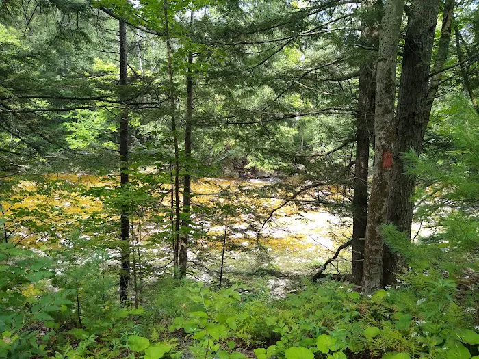 Winhall Brook Campground 7