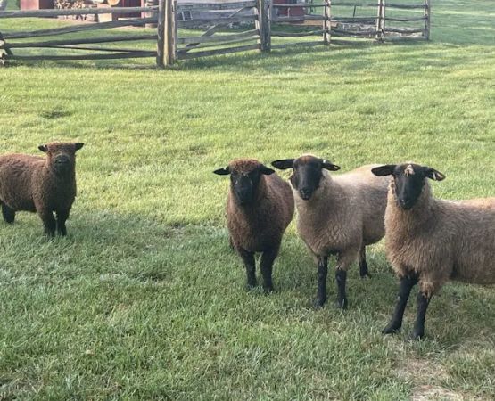Youth group camping in PA
