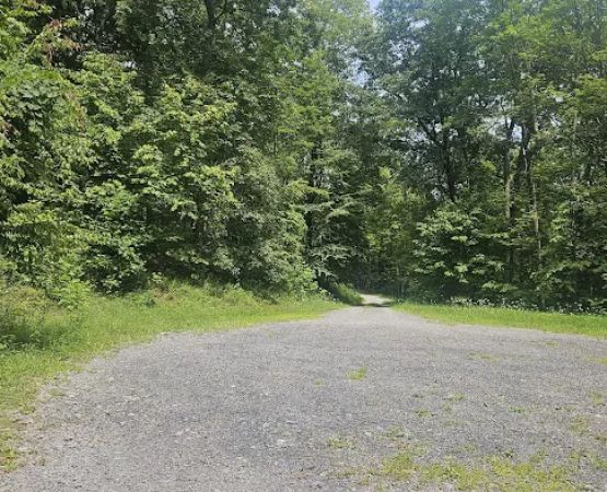 Rothrock State Forest Campsite #4