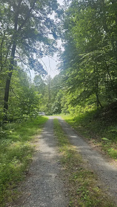 Rothrock State Forest Campsite #4 3