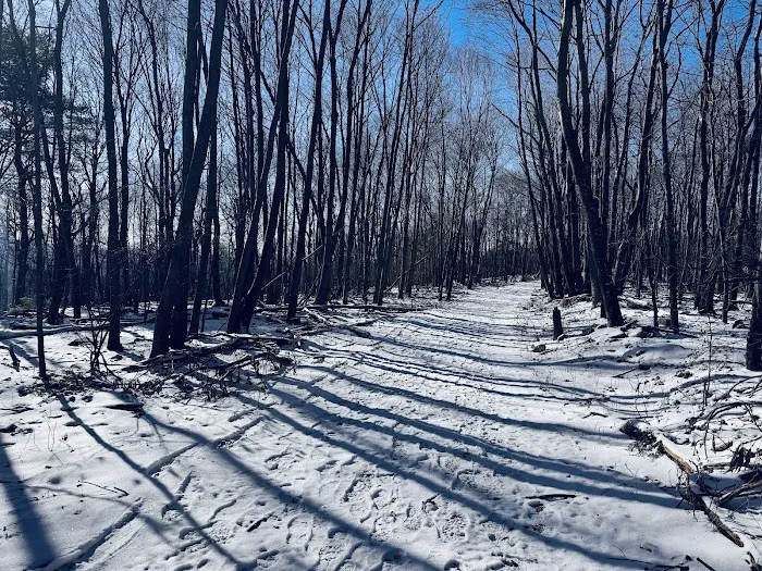 Rothrock State Forest Campsite #3 9
