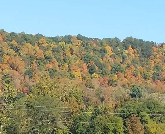 Robinson's Family Campground