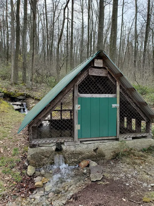 Primitive Campsite #8 8