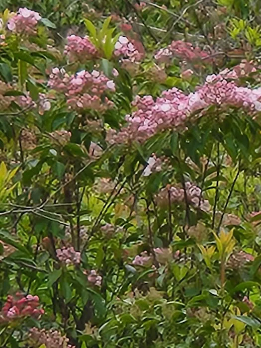 Primitive Campsite #8 7