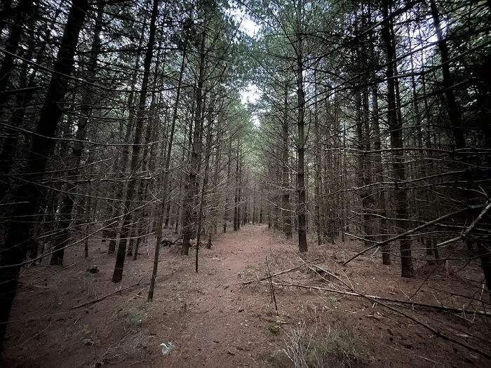 Primitive Campsite #10 2