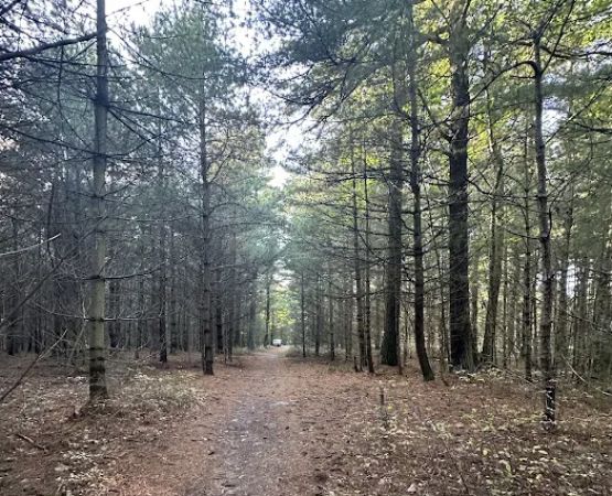 Primitive Campsite #10