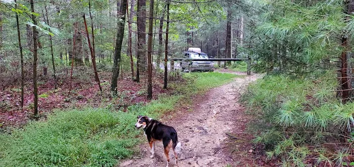 Primitive Campsite #11 8