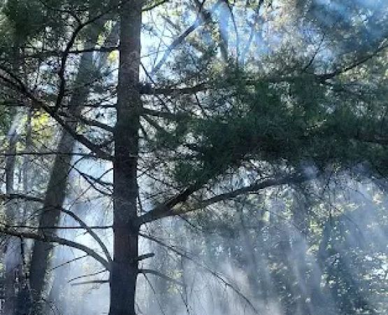 Primitive Campsite #11