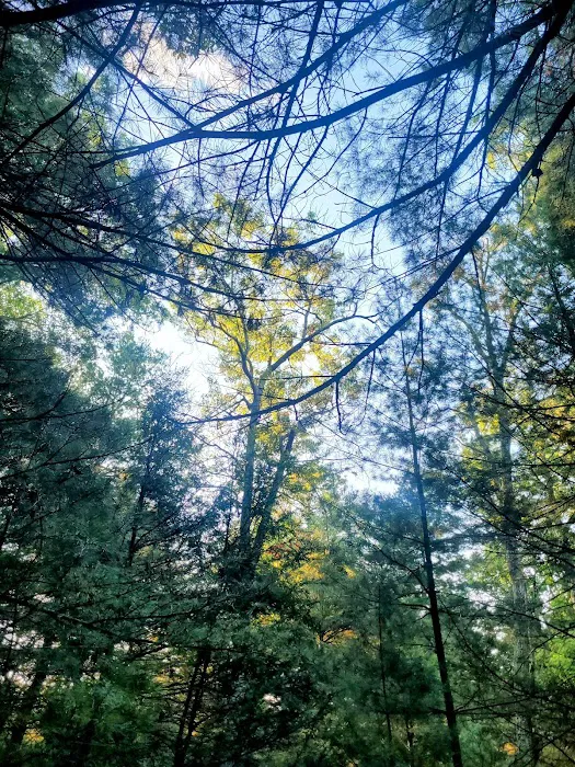 Primitive Campsite #12 3