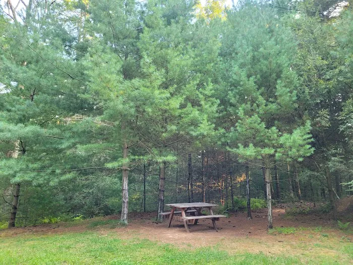 Primitive Campsite #12 9