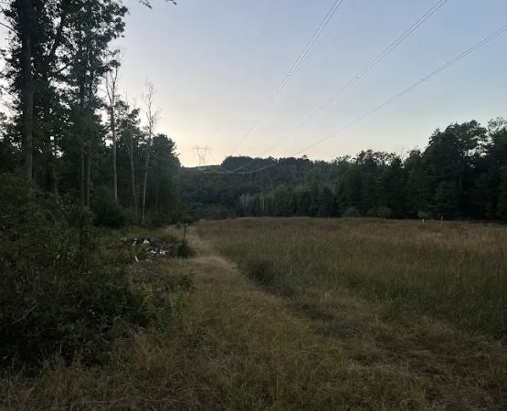 Primitive Campsite #12