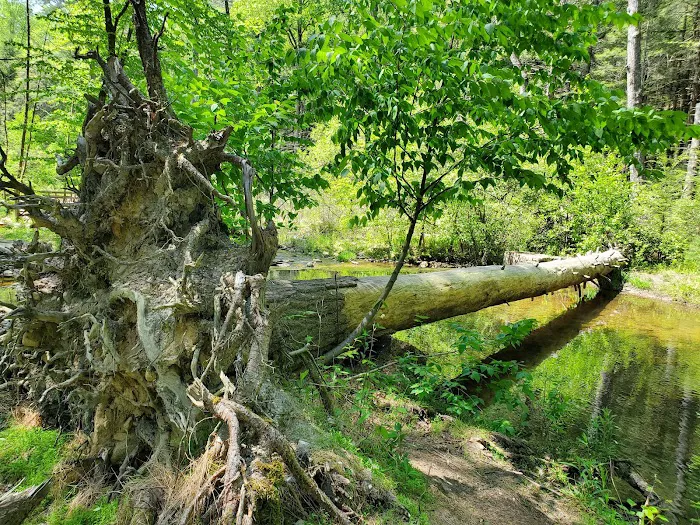 Hosack Run Campground 7