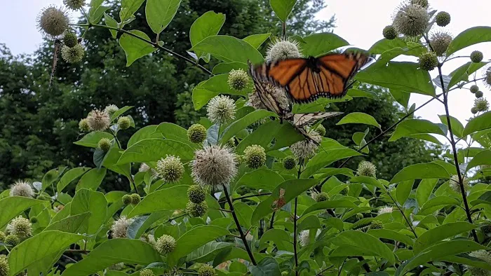 Campground at Sinnemahoning State Park 7