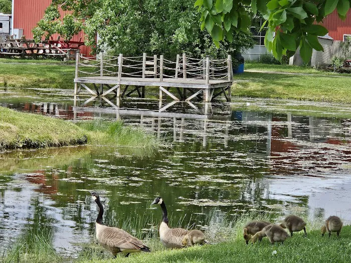 Paradise Park Campground 7