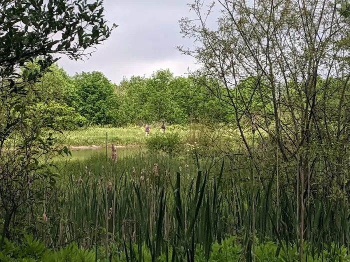 Foster pond camping area 8